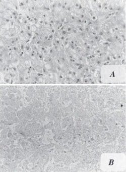 Aflatoxin B1 Antibody (6A10) - Azide and BSA Free, Novus Biologicals 0.1
